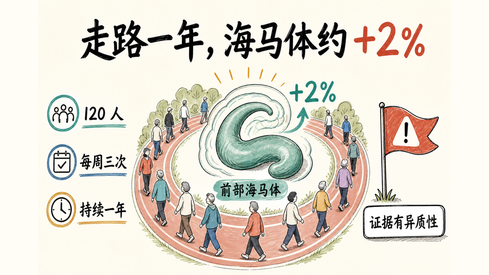 有氧运动、海马体积与平衡训练